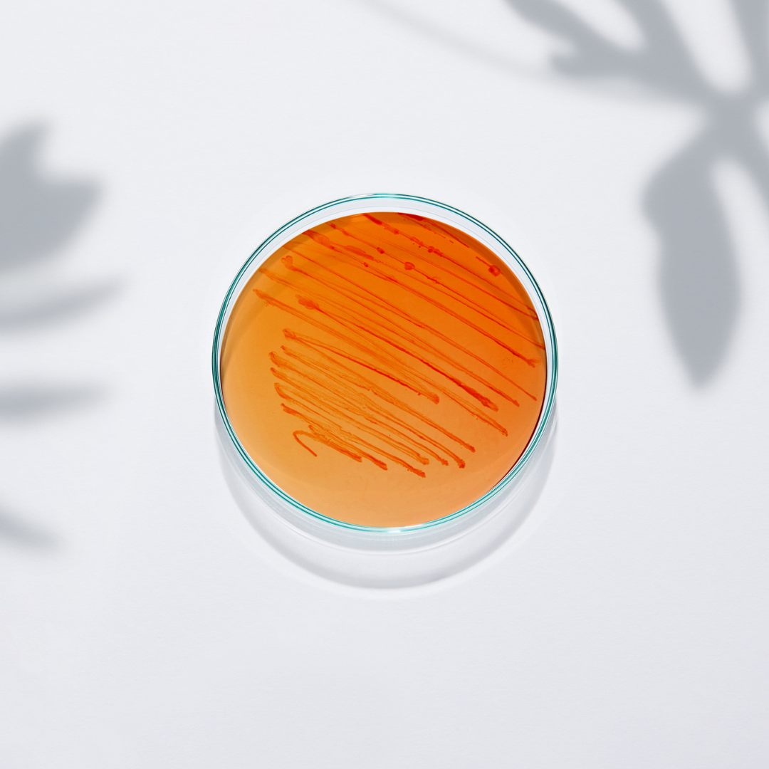 Thorne Bacillus Coagulans - Nutrition Capital